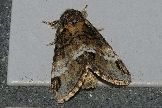 Слика од Drymonia japonica Wileman 1911