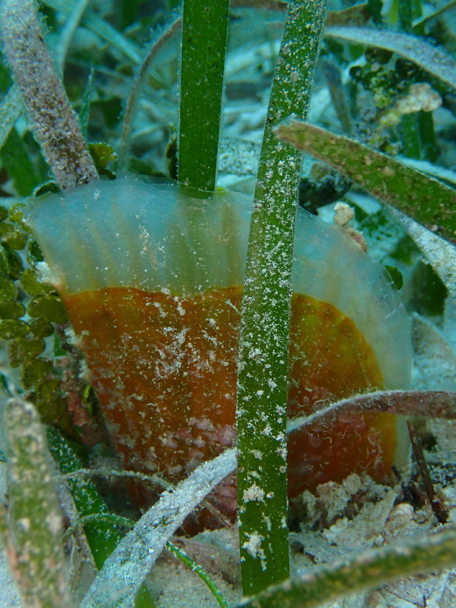 Image of amber pen shell