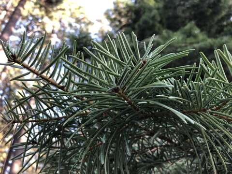 Image of white fir