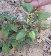 Image de Physalis pumila Nutt.