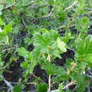 Ribes oxyacanthoides subsp. oxyacanthoides resmi