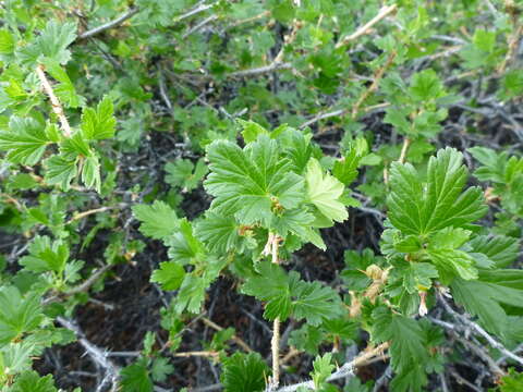 Image of Canadian gooseberry