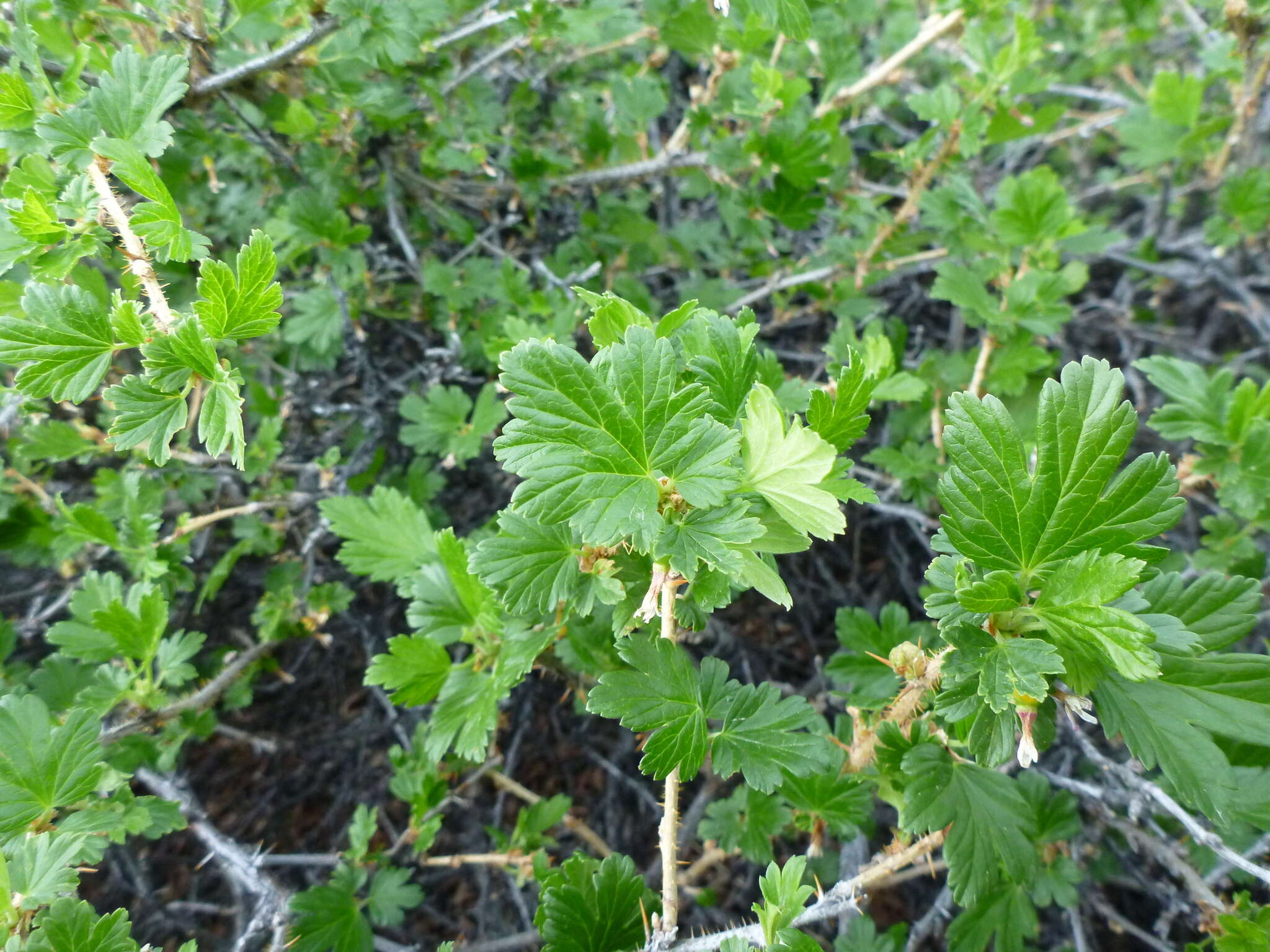 Image of Canadian gooseberry