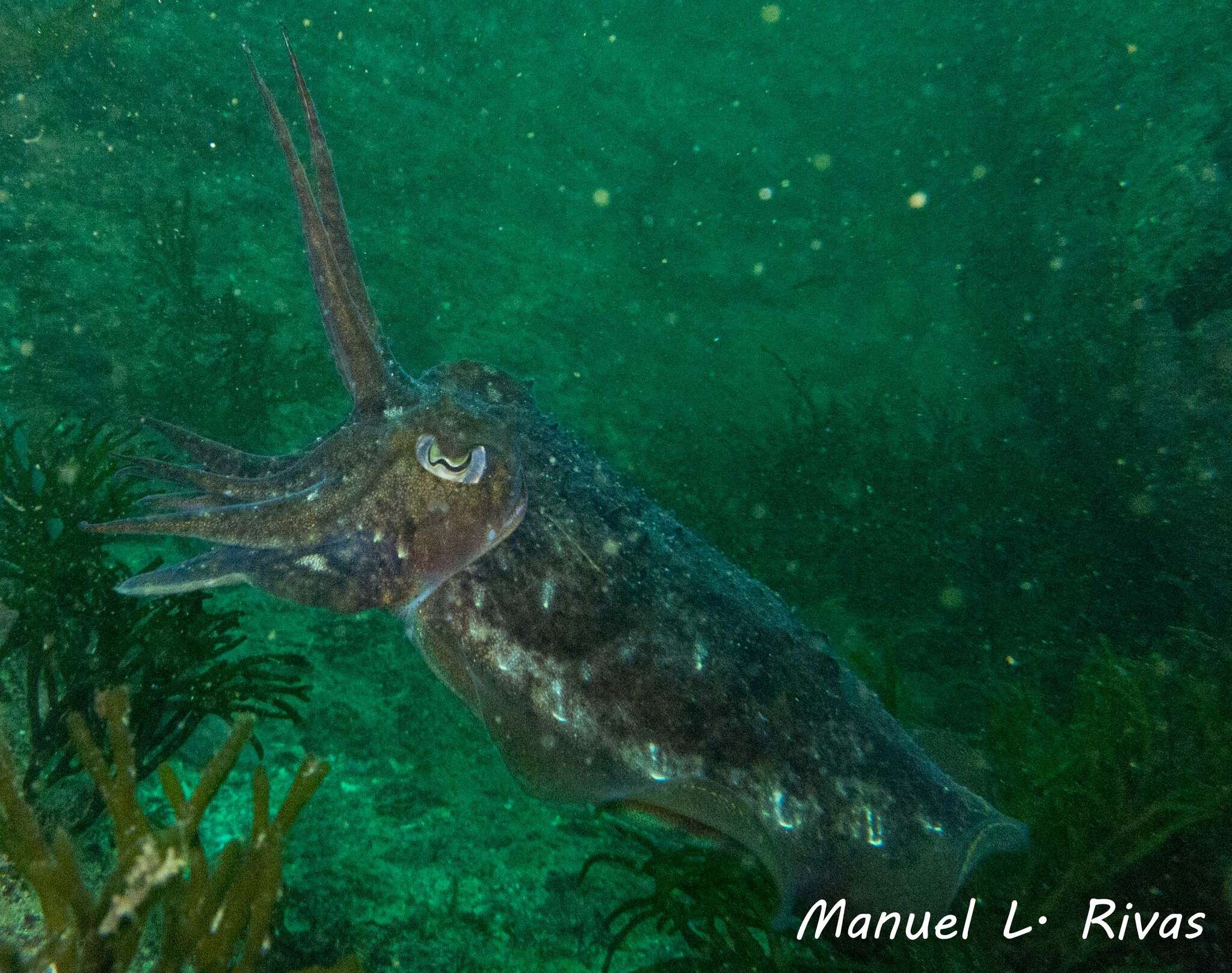 Image of Common Cuttlefish