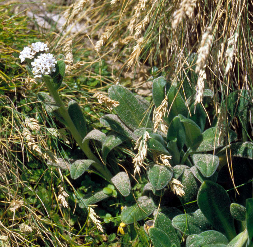 Image of Myosotis rakiura L. B. Moore