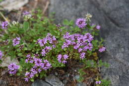 صورة Thymus sibiricus (Serg.) Klokov & Des.-Shost.