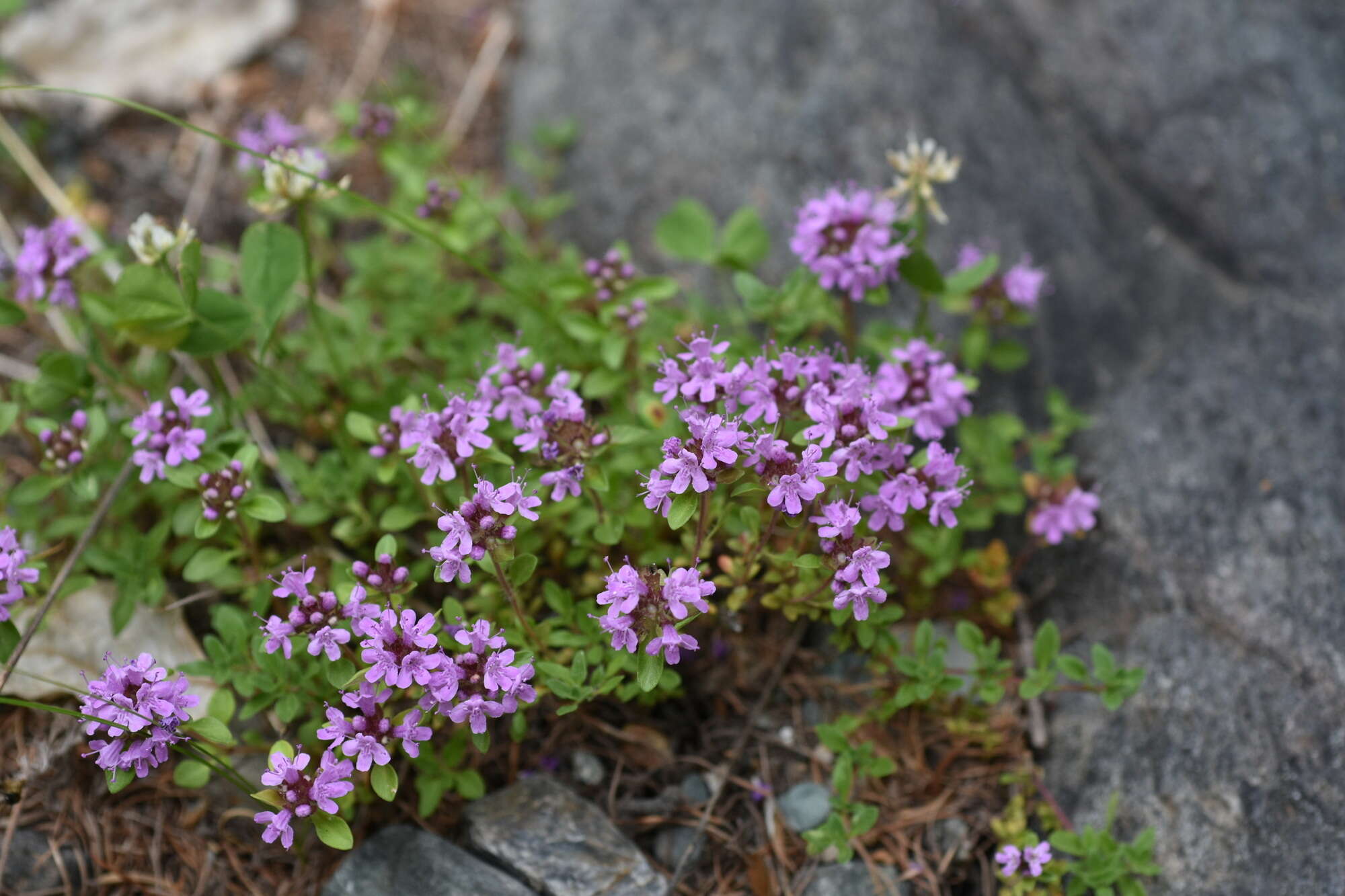 صورة Thymus sibiricus (Serg.) Klokov & Des.-Shost.