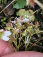 Image of Howell's Pseudosaxifrage