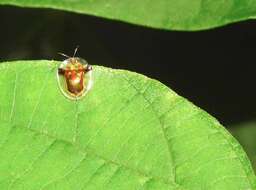 Image of Aspidimorpha (Aspidimorpha) furcata (Thunberg 1789)