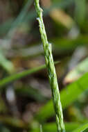 Image of Digitaria henryi Rendle