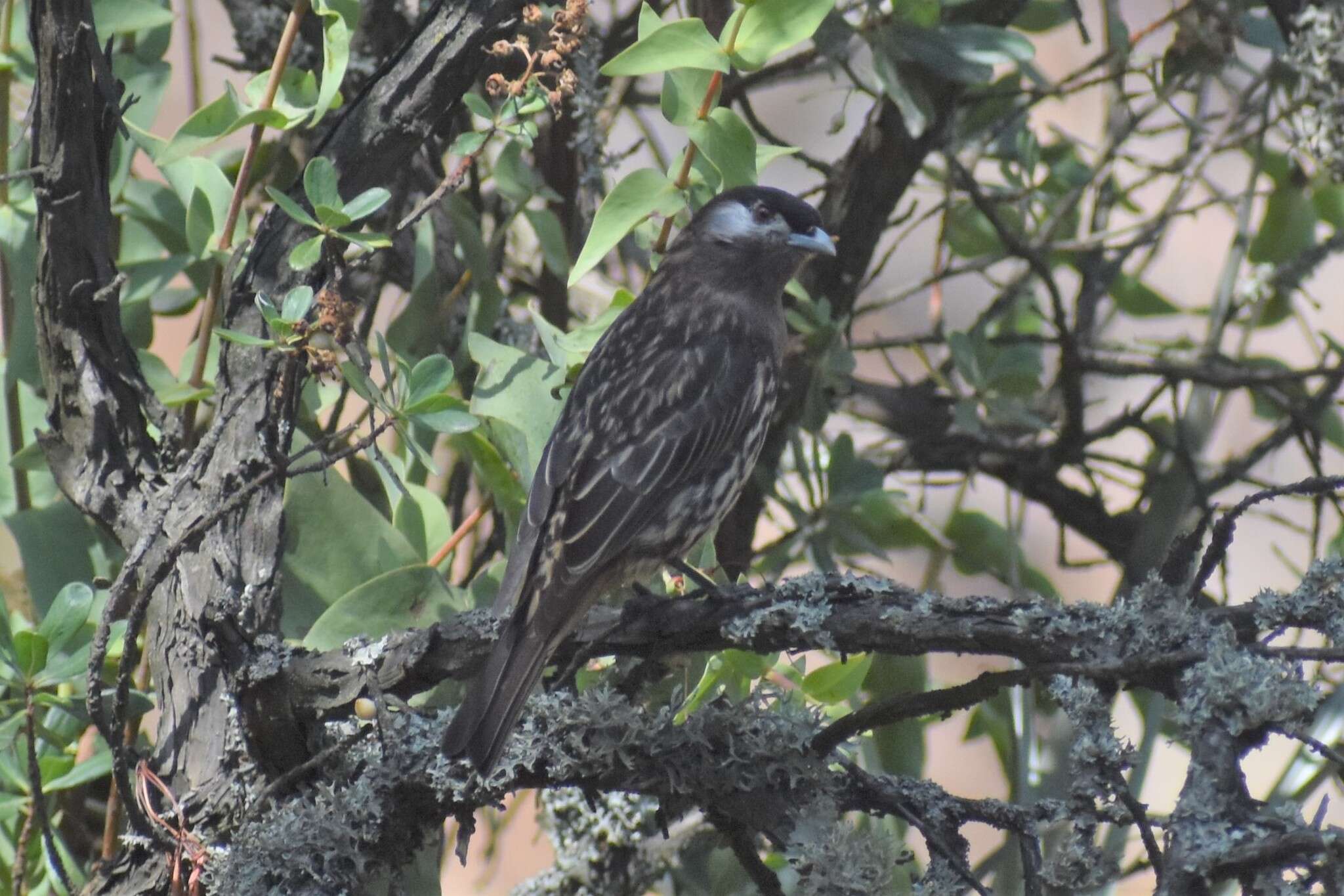 Image of White-cheeked Cotingas