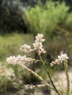 Polygonella robusta (Small) G. L. Nesom & V. M. Bates resmi