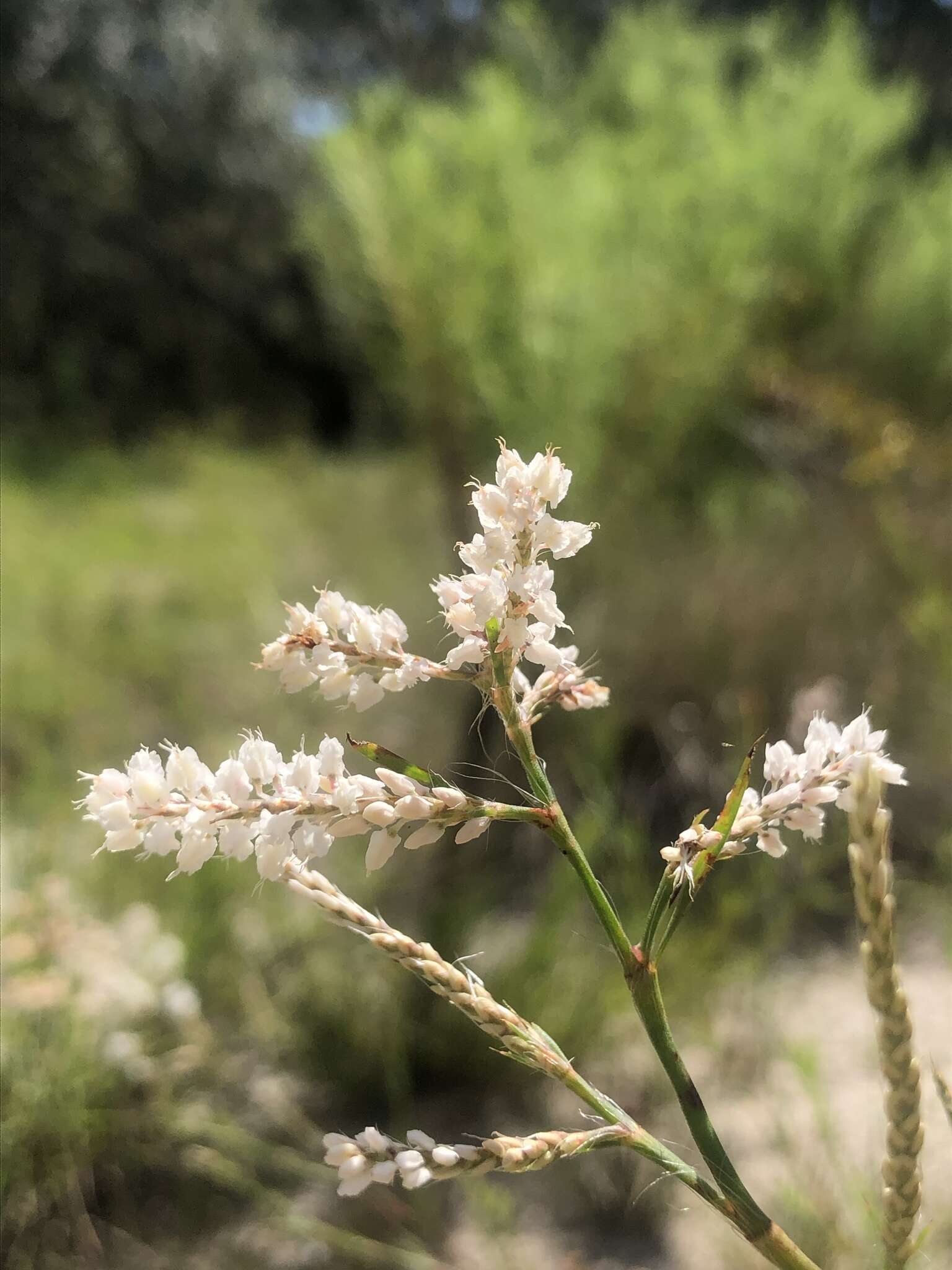 Polygonella robusta (Small) G. L. Nesom & V. M. Bates resmi