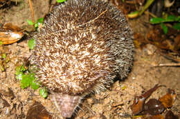 Image of Greater Hedgehog Tenrec