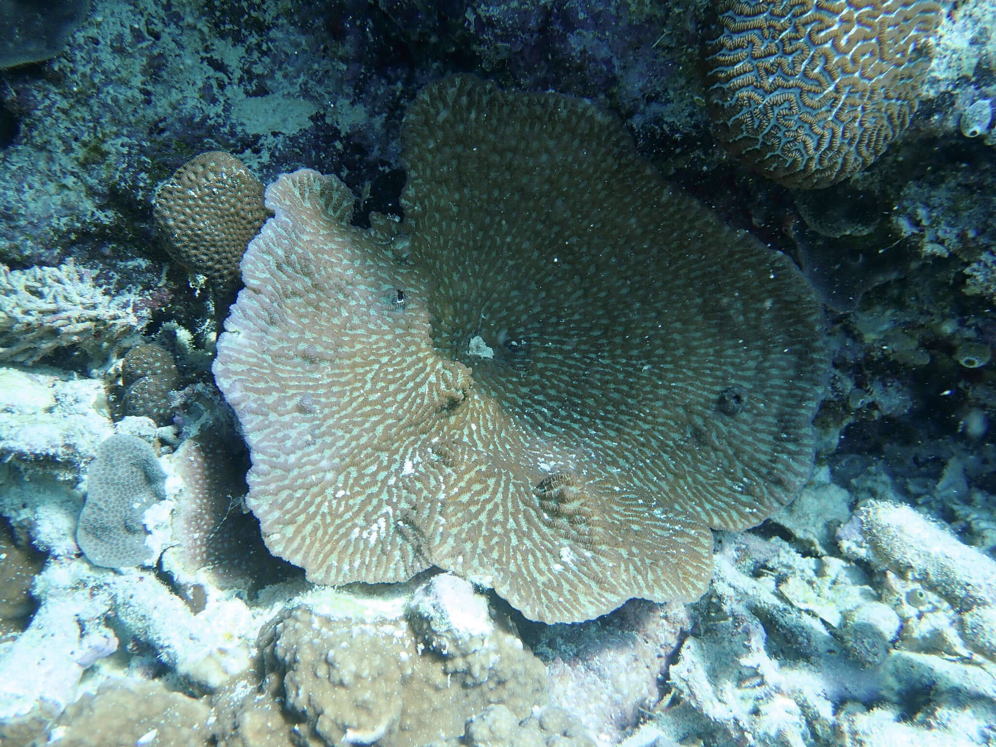 Image of Crispy Crust Coral