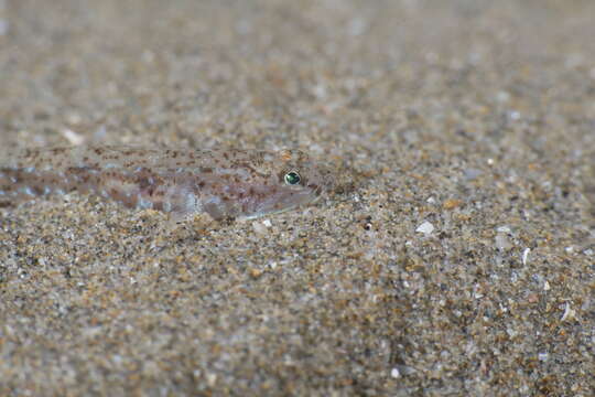 Image of Marbled Goby