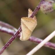 Image of Straight-lined Seed Moth