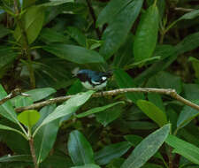 Image of Setophaga caerulescens cairnsi (Coues 1897)