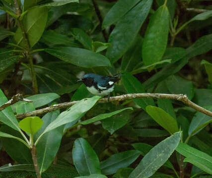 Image of Setophaga caerulescens cairnsi (Coues 1897)