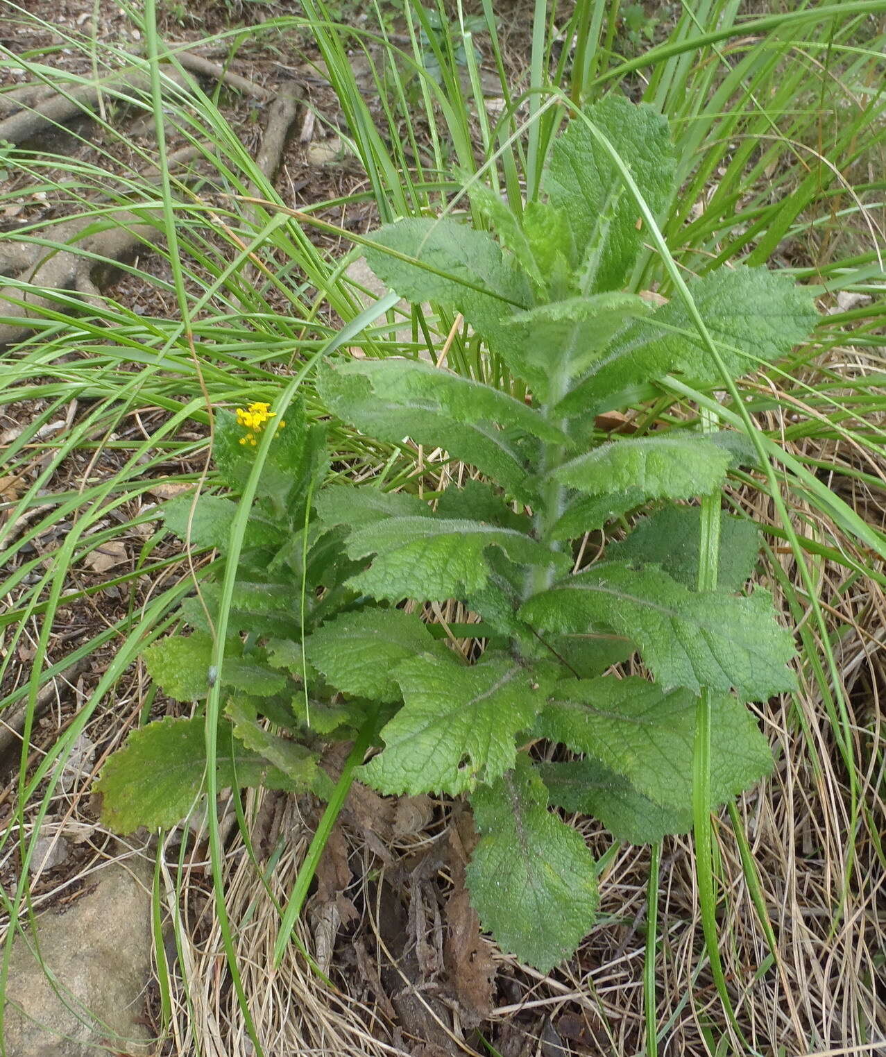 Image of Poisonous ragwort