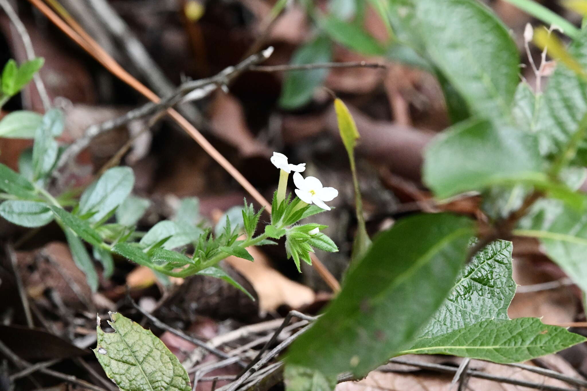 Image de Lithospermum calcicola Robinson