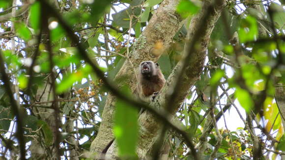 Image of Silvery-brown Bare-face Tamarin