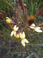 Image de Stylidium diademum Wege