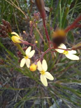 Image de Stylidium diademum Wege