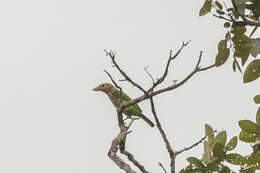 Image of Lineated Barbet
