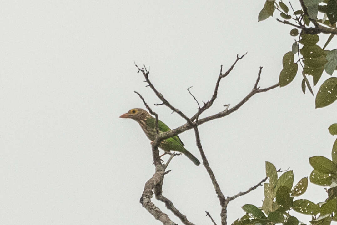 Psilopogon lineatus (Vieillot 1816) resmi