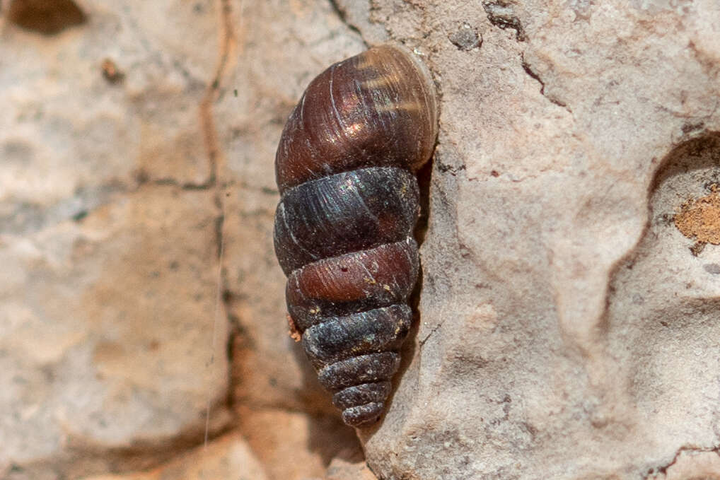 Image of Chondrina kobeltoides E. Gittenberger 1973