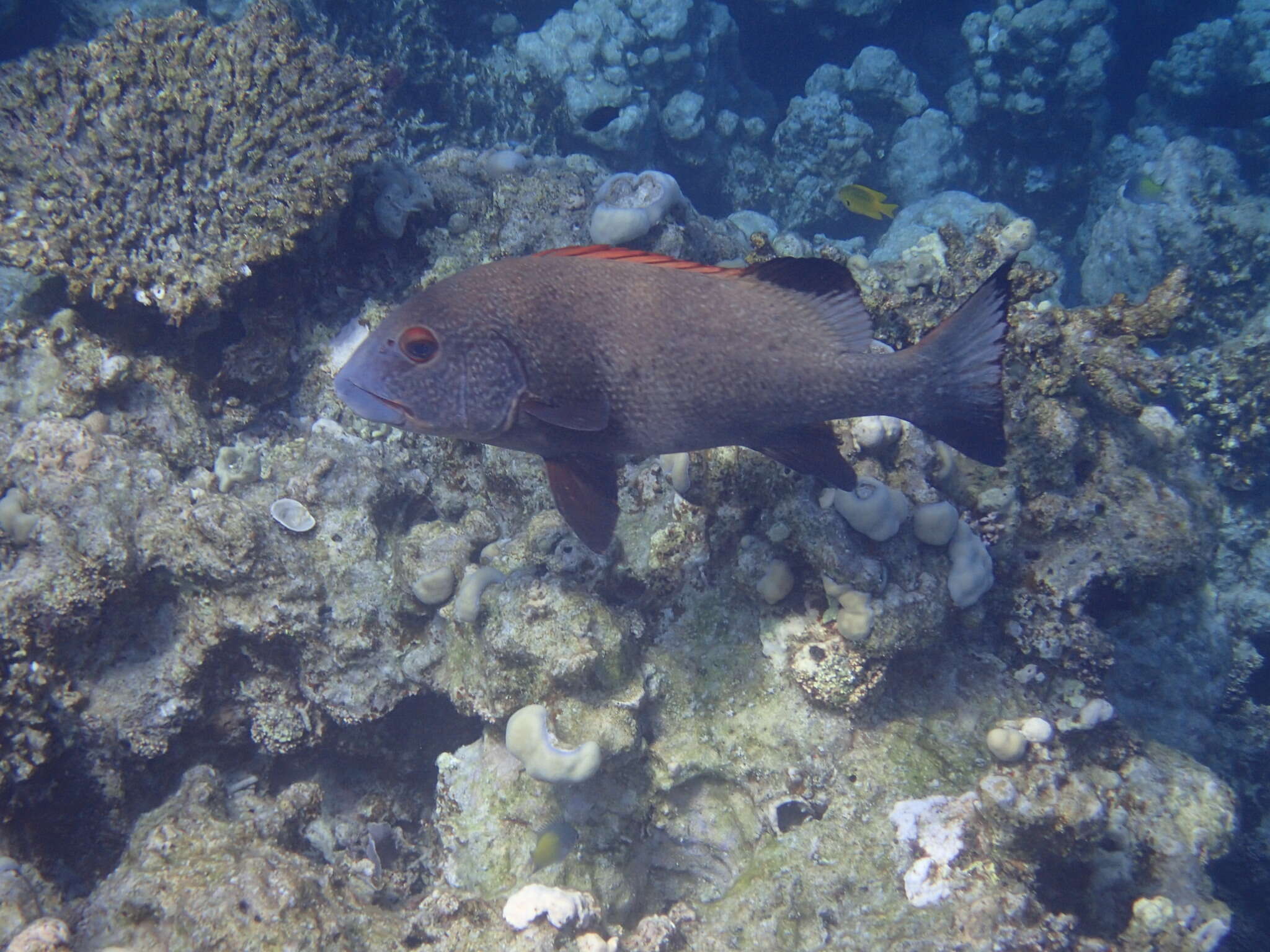 Image of Giant sweetlips