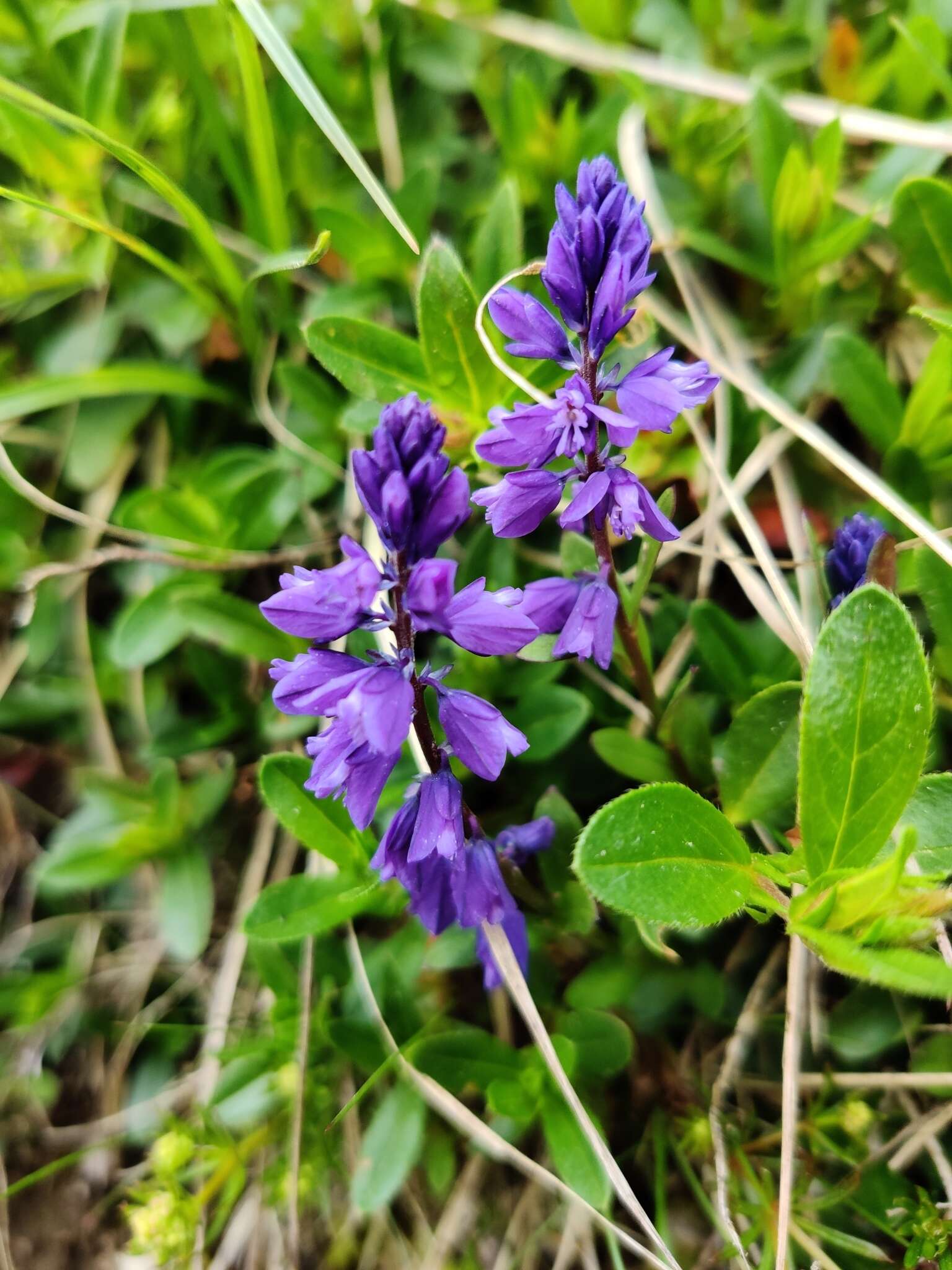 Image de Polygala alpestris Rchb.