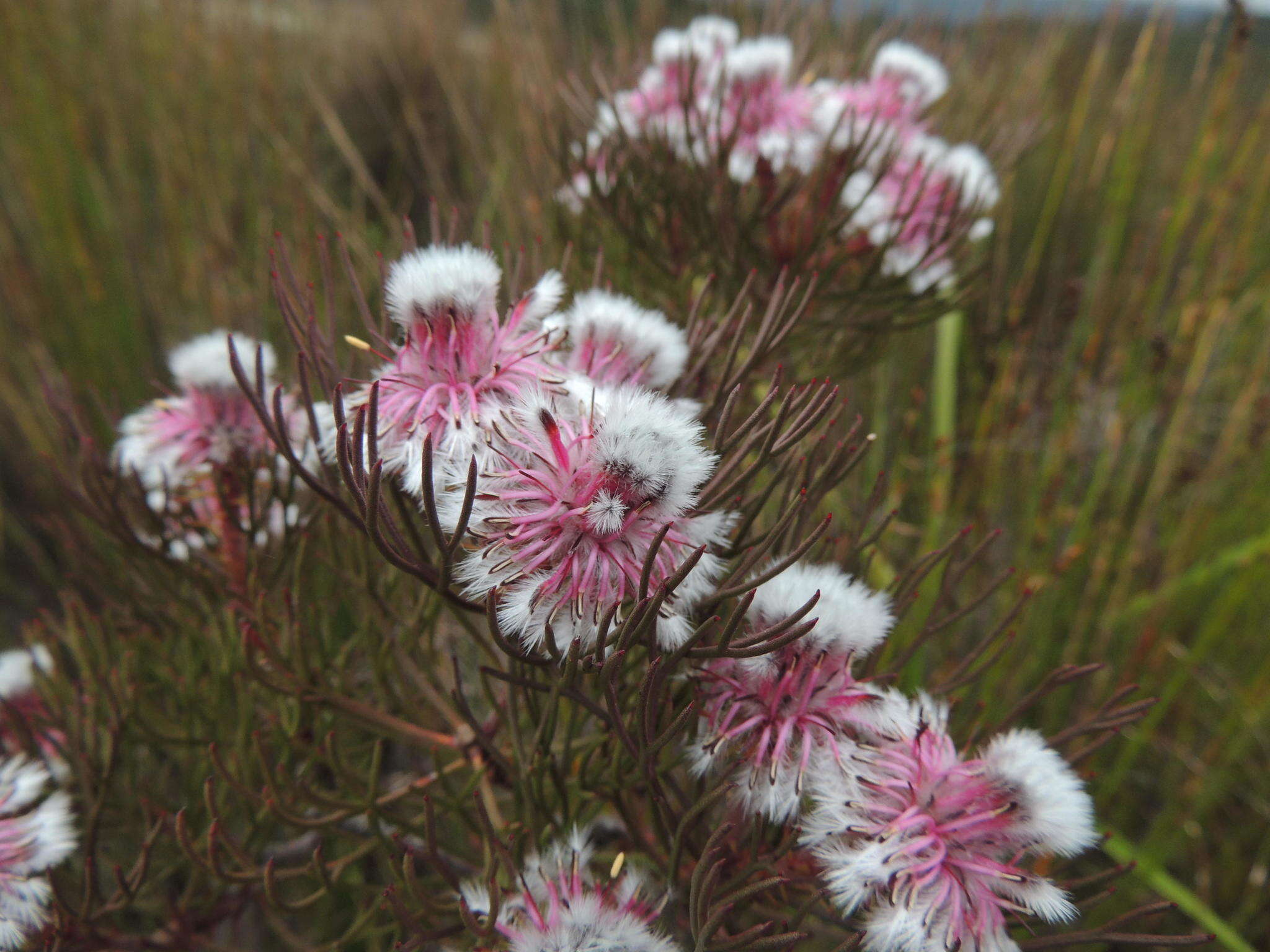 Imagem de Serruria phylicoides (Berg.) R. Br.