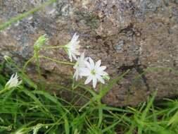 Image of Stellaria nipponica Ohwi