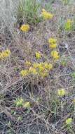 Image of pineland rayless goldenrod