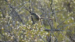 Image of Greater Wagtail-Tyrant