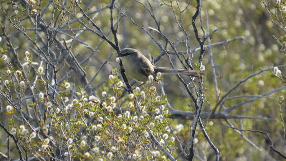 Image of Greater Wagtail-Tyrant