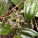 Image of Miconia cremophylla Naud.