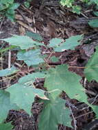 Image of Black Maple