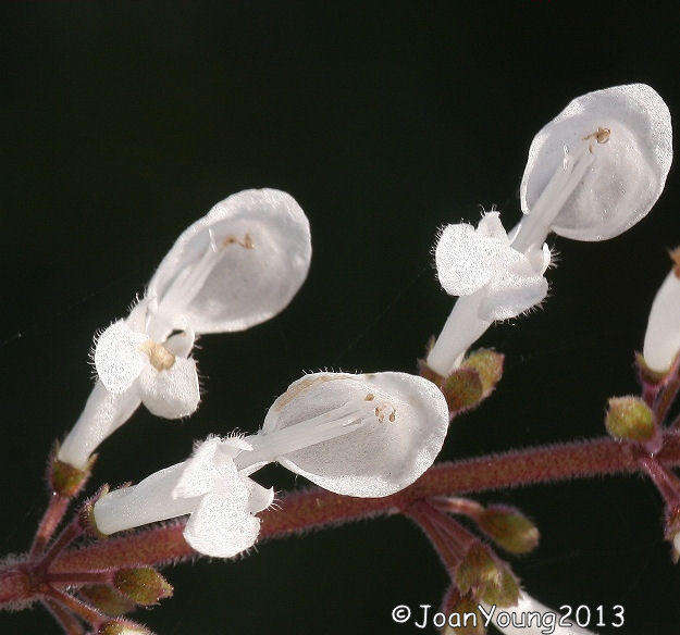 صورة Plectranthus madagascariensis (Pers.) Benth.