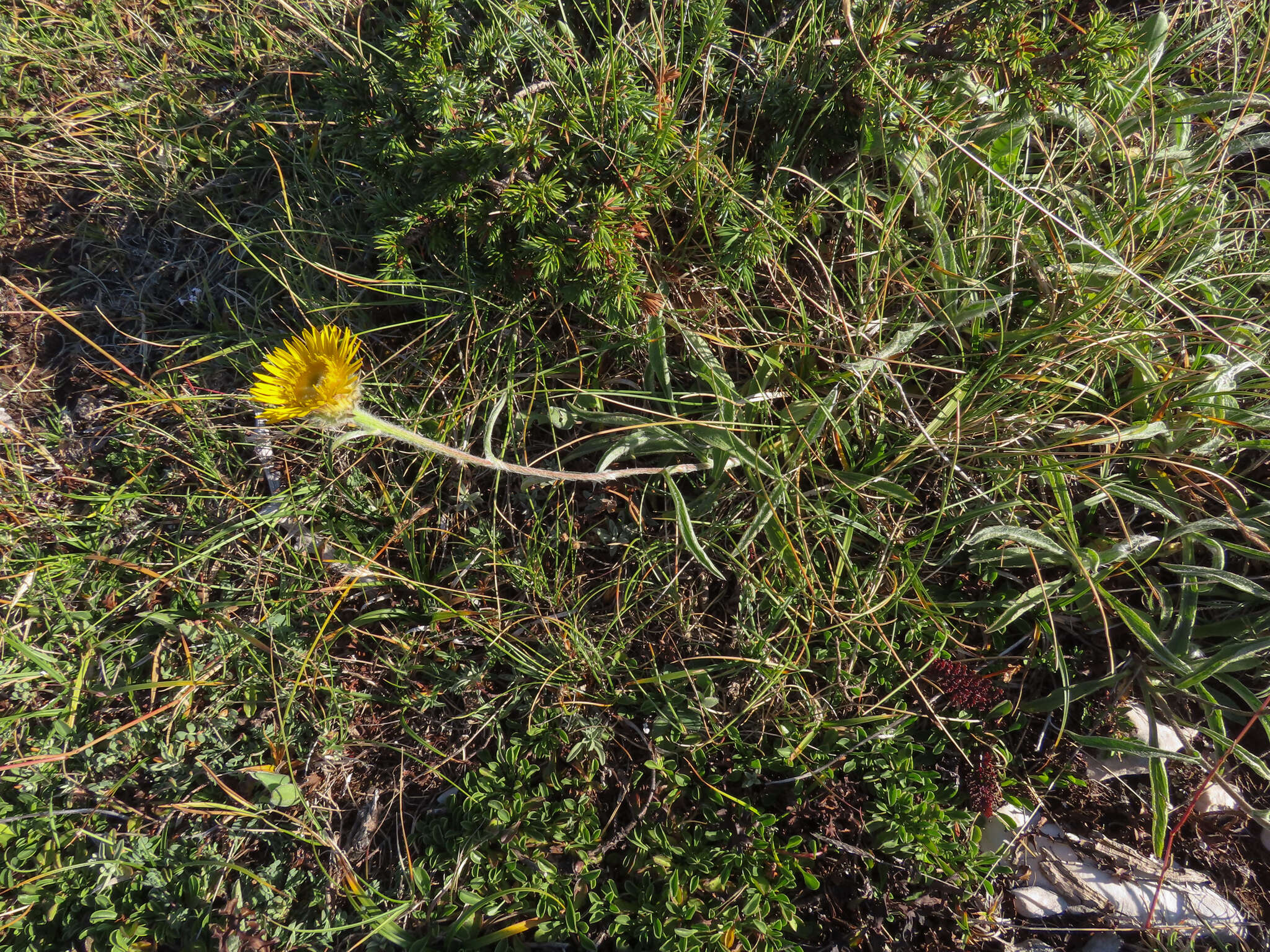 Image of Pentanema montanum (L.) D. Gut. Larr., Santos-Vicente, Anderb., E. Rico & M. M. Mart. Ort.