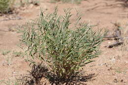 Image of Ptycholobium biflorum subsp. biflorum