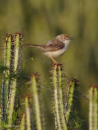 Image of Prinia rufifrons smithi (Sharpe 1895)