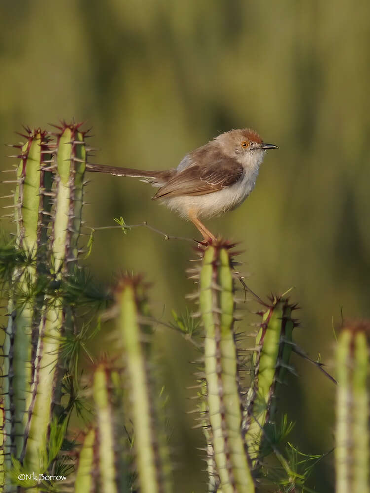 Image of Prinia rufifrons smithi (Sharpe 1895)