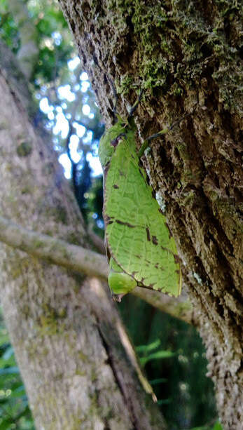 Imagem de <i>Aenetus virescens</i>