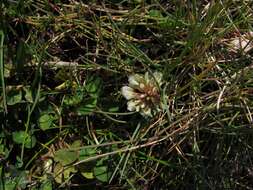 Image of Western Clover