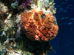 Image of Orange Cup Coral