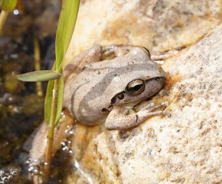 Image of Lesueur's frog