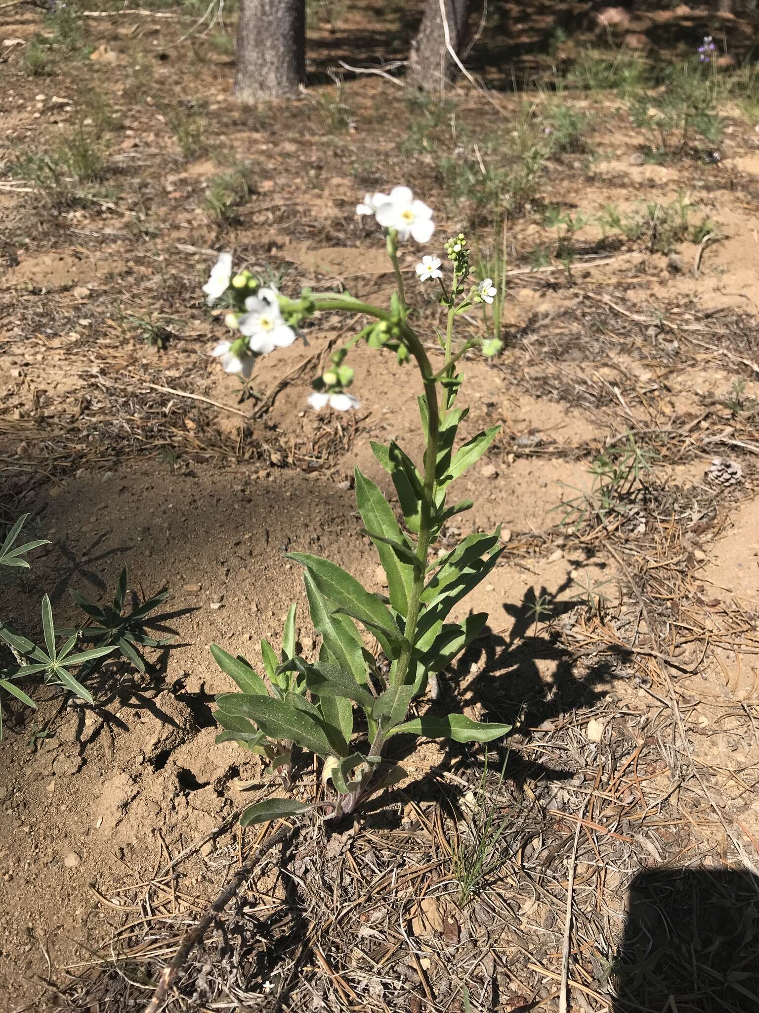 Hackelia californica (A. Gray) I. M. Johnst. resmi